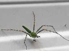 Peucetia