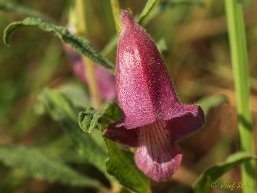 Sesamum angustifolium