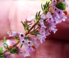 Erica intervallaris