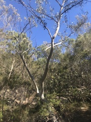 Corymbia maculata