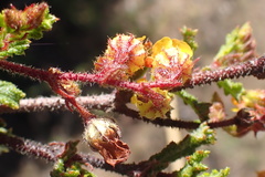 Hermannia aspera