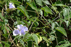 Jacquemontia blanchetii