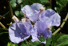 Jacquemontia blanchetii