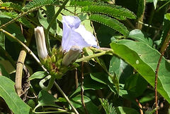 Jacquemontia blanchetii