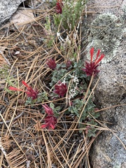 Monardella macrantha macrantha
