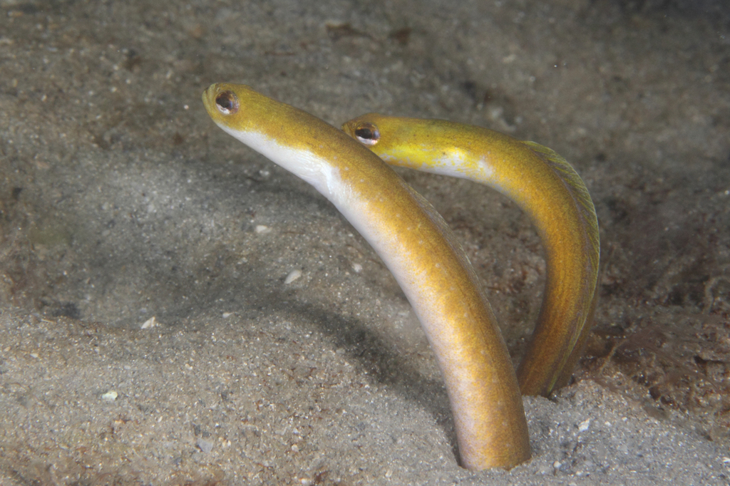 Yellow Garden Eel