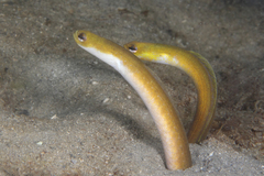 Yellow Garden Eel photo 1