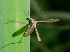 Tipula lateralis