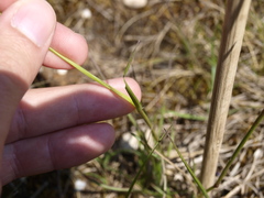 Bromus erectus