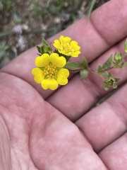 Potentilla luteosericea