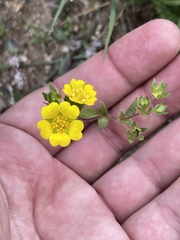 Potentilla luteosericea