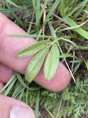 Potentilla luteosericea