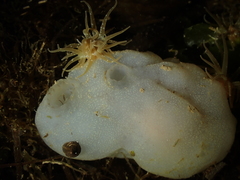 Phallusia mammillata