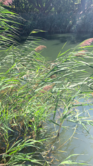 Phragmites australis