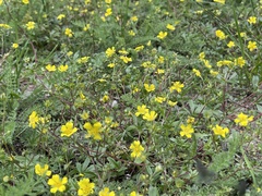 Potentilla luteosericea