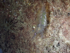 Palaemon adspersus