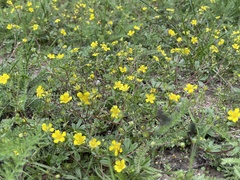 Potentilla luteosericea