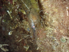 Palaemon adspersus