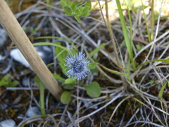 Globularia cordifolia