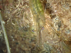 Palaemon adspersus