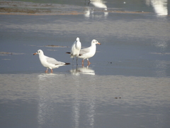 Chroicocephalus brunnicephalus