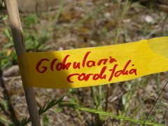 Globularia cordifolia