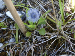 Globularia cordifolia