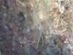 Palaemon adspersus