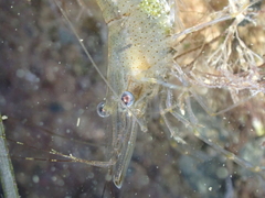 Palaemon adspersus
