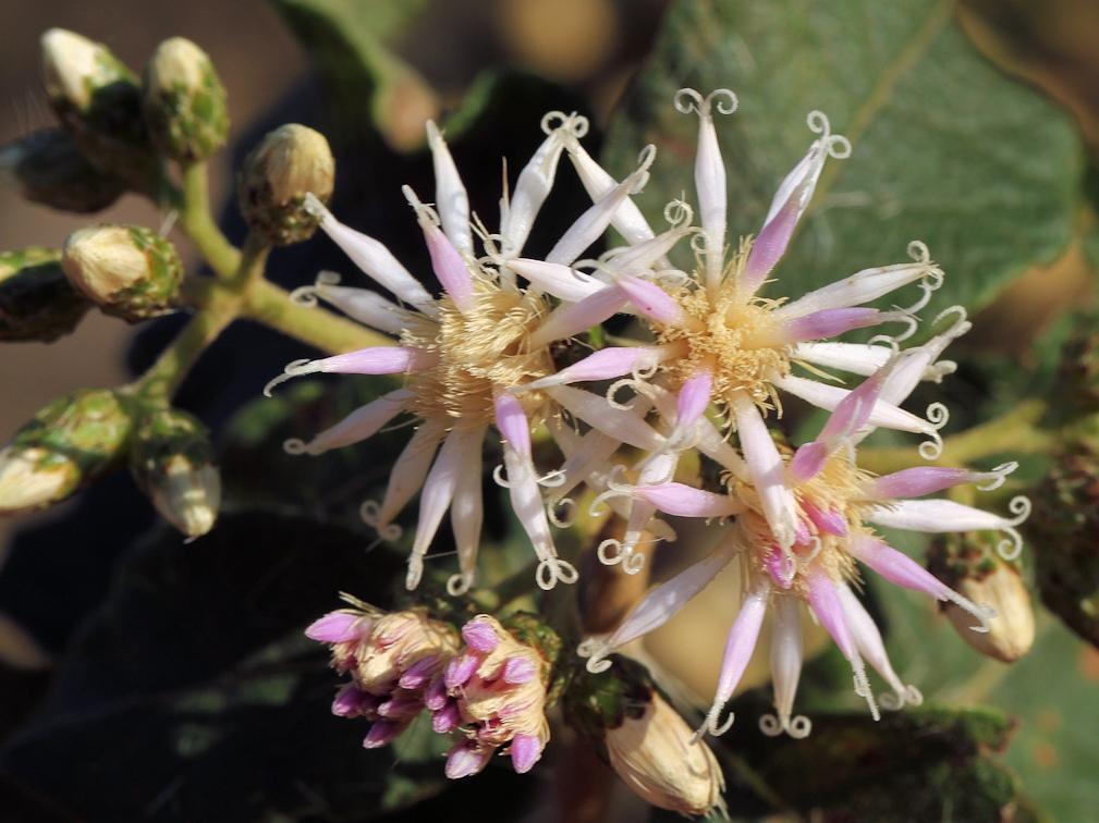 star-flowered vernonia