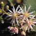 Gymnanthemum coloratum - Photo (c) Wynand Uys, algunos derechos reservados (CC BY), subido por Wynand Uys