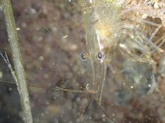 Palaemon adspersus