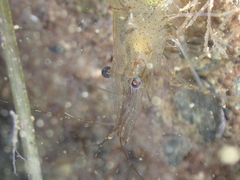 Palaemon adspersus