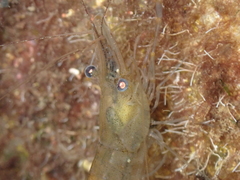 Palaemon adspersus