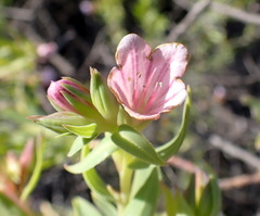 Lobostemon laevigatus
