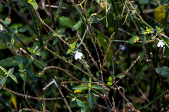 Rhinacanthus gracilis latilabiatus