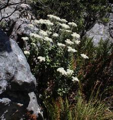 Helichrysum fruticans