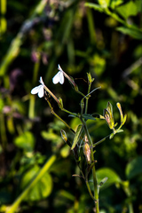 Rhinacanthus gracilis latilabiatus