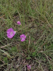 Agalinis peduncularis