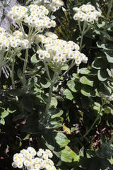 Helichrysum fruticans