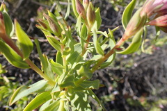 Lobostemon laevigatus