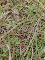 Agalinis peduncularis