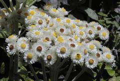 Helichrysum fruticans