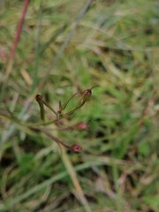Agalinis peduncularis