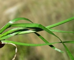 Rhizirideum