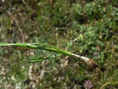 Rhizirideum