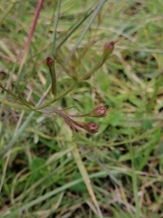 Agalinis peduncularis