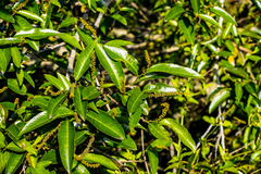 Sclerocroton integerrimus