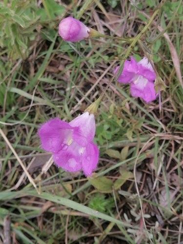 Image of Agalinis peduncularis by (c) Erick Vélez Sánchez, some rights reserved (CC BY)