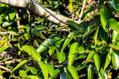 Sclerocroton integerrimus
